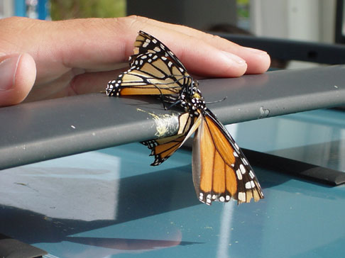 savannah_10_11_02 001