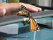 savannah_10_11_02 001