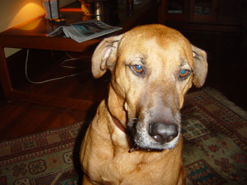 clemsonundcolumbia_nov_02 006