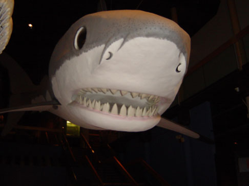 clemsonundcolumbia_nov_02 060