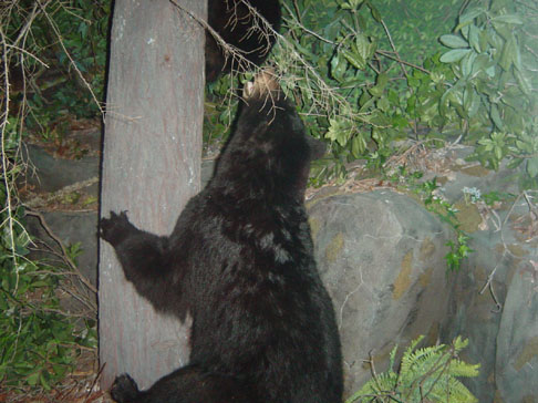 clemsonundcolumbia_nov_02 062