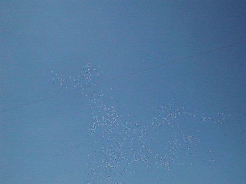 balloons