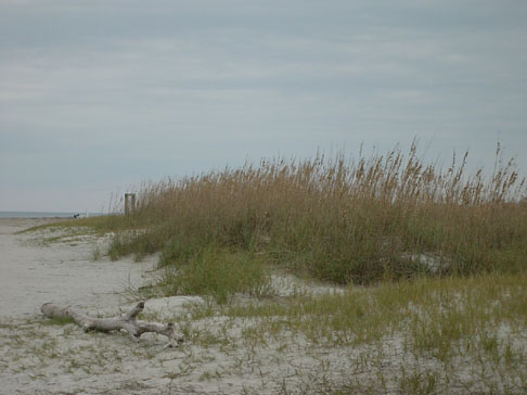 savannah_10_11_02 017