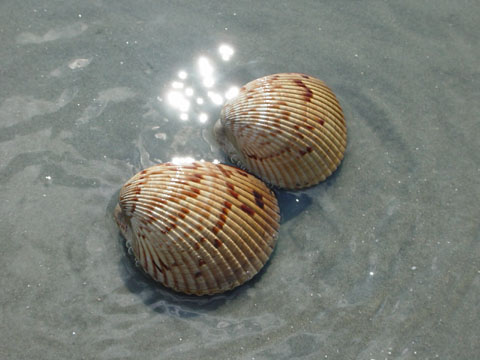charleston_05_10 057