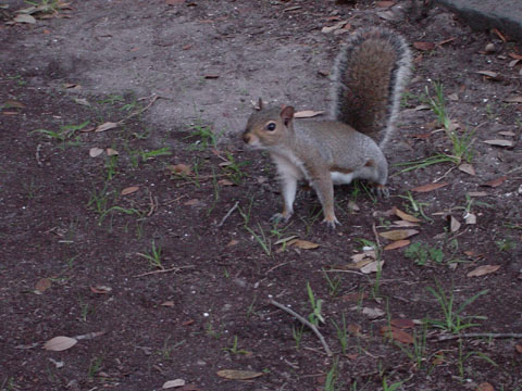 charleston_05_10 073